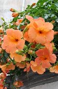 pomarańczowy Kwiat Petunia  zdjęcie