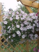 hvit Blomst Petunia  bilde