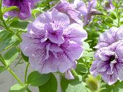 Petunia lilac Blóm