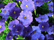 blauw Bloem Petunia  foto