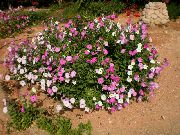 rožinis žiedas Petunija (Petunia) nuotrauka