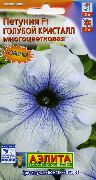 šviesiai mėlynas žiedas Petunija (Petunia) nuotrauka