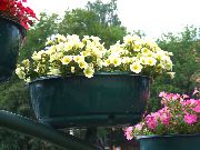 ყვითელი ყვავილების Petunia  ფოტო