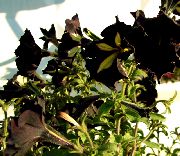 Petunia svart Blomst