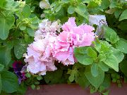 rožinis žiedas Petunija (Petunia) nuotrauka