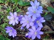 světle modrá Květina Liverleaf, Jaterník, Roundlobe Jaterník (Hepatica nobilis, Anemone hepatica) fotografie