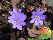 syrin Blomst Liverleaf, Liverwort, Roundlobe Hepatica (Hepatica nobilis, Anemone hepatica) bilde