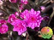 rožinis žiedas Liverleaf, Usznica, Roundlobe Hepatica (Hepatica nobilis, Anemone hepatica) nuotrauka