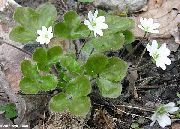 vit Blomma Blåsippor, Levermossa, Roundlobe Hepatica (Hepatica nobilis, Anemone hepatica) foto