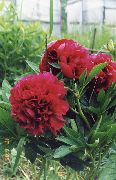 бордовий Квітка Півонія (Paeonia) фото