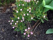 garden flowers pink Bog Rosemary, Common Bog Rosemary, Marsh Andromeda  Andromeda  photos, description, cultivation and planting, care and watering
