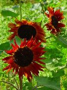 burgundia  Floarea-Soarelui (Helianthus annus) fotografie