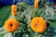 garden flowers orange Sunflower  Helianthus annus photos, description, cultivation and planting, care and watering
