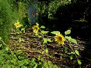 ყვითელი ყვავილების მზესუმზირის (Helianthus annus) ფოტო