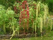 白 花 苋，爱的谎言出血，kiwicha (Amaranthus caudatus) 照片