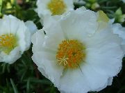 biela Kvetina Slnko Závod, Portulaca, Ruža Mach (Portulaca grandiflora) fotografie