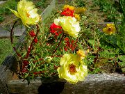 κίτρινος λουλούδι Εργοστάσιο Ήλιο, Portulaca, Αυξήθηκε Βρύα (Portulaca grandiflora) φωτογραφία