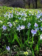 Sibirya Adasoğanı, Scilla açık mavi çiçek