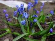 garden flowers dark blue Siberian squill, Scilla  Scilla  photos, description, cultivation and planting, care and watering