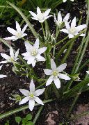 bijela Cvijet Zvijezda-Of-Betlehem (Ornithogalum) foto