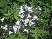 λευκό λουλούδι Αστέρι-Του-Βηθλεέμ (Ornithogalum) φωτογραφία