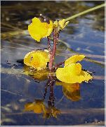 geel Bloem Bladderwort (Utricularia vulgaris) foto