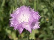 бузковий Квітка Амбербоа (Amberboa) фото