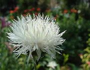 hvid Blomst Amberboa, Sød Sultan  foto