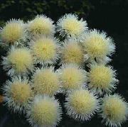 Amberboa, Sultan Dulce galben Floare