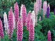 Streamside Lupin pink Blomst