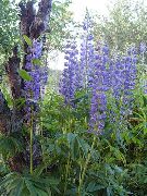 modrý Kvetina Streamside Lupina (Lupinus) fotografie