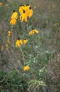 ყვითელი ყვავილების იტალიური ქუდი, ნაცრისფერი ხელმძღვანელობდა Coneflower, თავდაყირა Prairie Coneflower, ყვითელი Coneflower, წითელი ქუდები (Ratibida) ფოტო