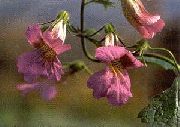 粉红色 花 中国毛地黄 (Rehmannia) 照片