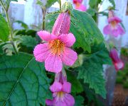 garden flowers pink Chinese foxglove Rehmannia  photos, description, cultivation and planting, care and watering