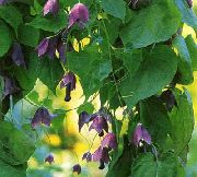 მეწამული ყვავილების Purple ზარი ვაზის (Rhodochiton) ფოტო