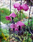 ვარდისფერი ყვავილების Purple ზარი ვაზის (Rhodochiton) ფოტო