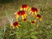 turuncu çiçek Siyah Gözlü Susan, Doğu Coneflower, Portakal Coneflower, Gösterişli Coneflower (Rudbeckia) fotoğraf