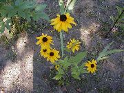 garden flowers yellow Black-eyed Susan, Eastern Coneflower, Orange Coneflower, Showy Coneflower Rudbeckia  photos, description, cultivation and planting, care and watering