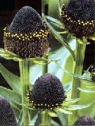 Fekete Szemű Susan, Keleti Kasvirág, Narancs Kasvirág, Mutatós Kasvirág fekete 