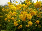sarı çiçek Siyah Gözlü Susan, Doğu Coneflower, Portakal Coneflower, Gösterişli Coneflower (Rudbeckia) fotoğraf
