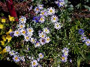იასამნისფერი ყვავილების Ialian Aster (Amellus) ფოტო