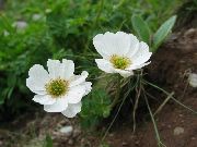 alb Floare Callianthemum  fotografie
