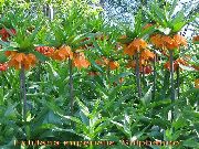 laranja Flor Coroar Fritillaria Imperial  foto