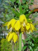 жълт Цвете Crown Imperial Fritillaria  снимка