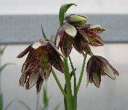 garden flowers claret Crown Imperial Fritillaria Fritillaria photos, description, cultivation and planting, care and watering