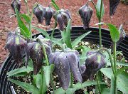 Kruunu Imperial Fritillaria musta Kukka