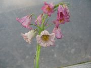 Krona Imperial Fritillaria rosa Blomma