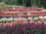 garden flowers pink Scarlet Sage, Scarlet Salvia, Red Sage, Red Salvia Salvia splendens photos, description, cultivation and planting, care and watering