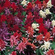 ブルゴーニュ フラワー スカーレットセージ、スカーレットサルビア、赤セージ、赤サルビア (Salvia splendens) フォト