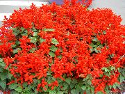 raudonas žiedas Scarlet Šalavijas, Scarlet Šalavijų, Raudona Šalavijas, Raudona Salvia (Salvia splendens) nuotrauka